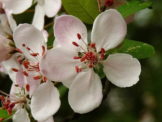 {Malus angustifolia}